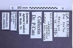 Etikette zu Semiotus lafertei (Candèze, 1857) (NHMW-ZOO-COL-0008235)